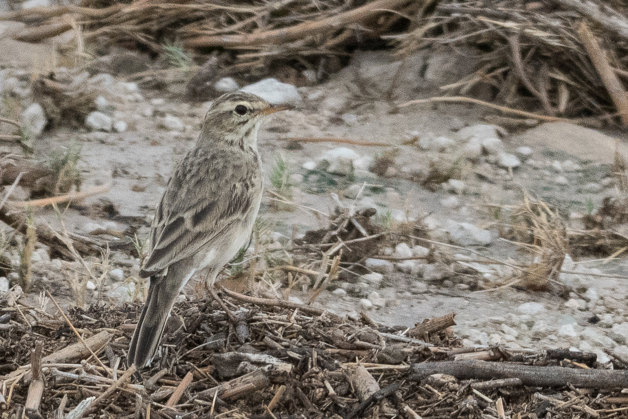 Pipit africain adulte (African pipit, Anthus cinnamoneus), Namutoni, Parc National d'Etosha, Kunene, Namibie.